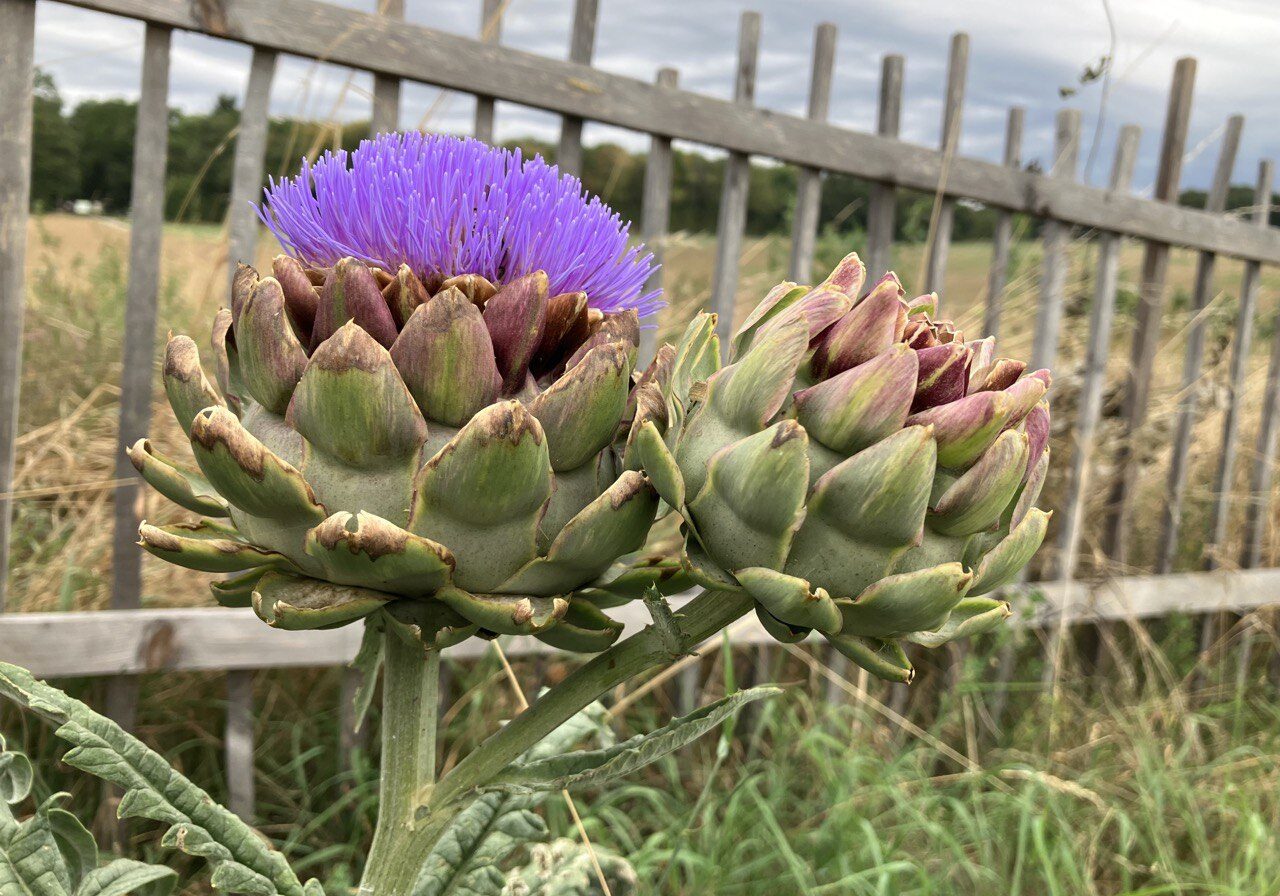 IMG_20251229_194908_525