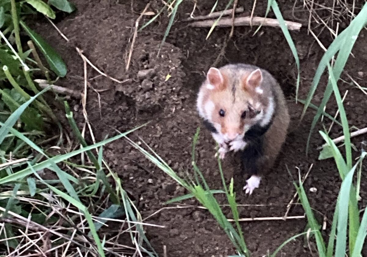 signal-2025-05-04-20-19-54-602