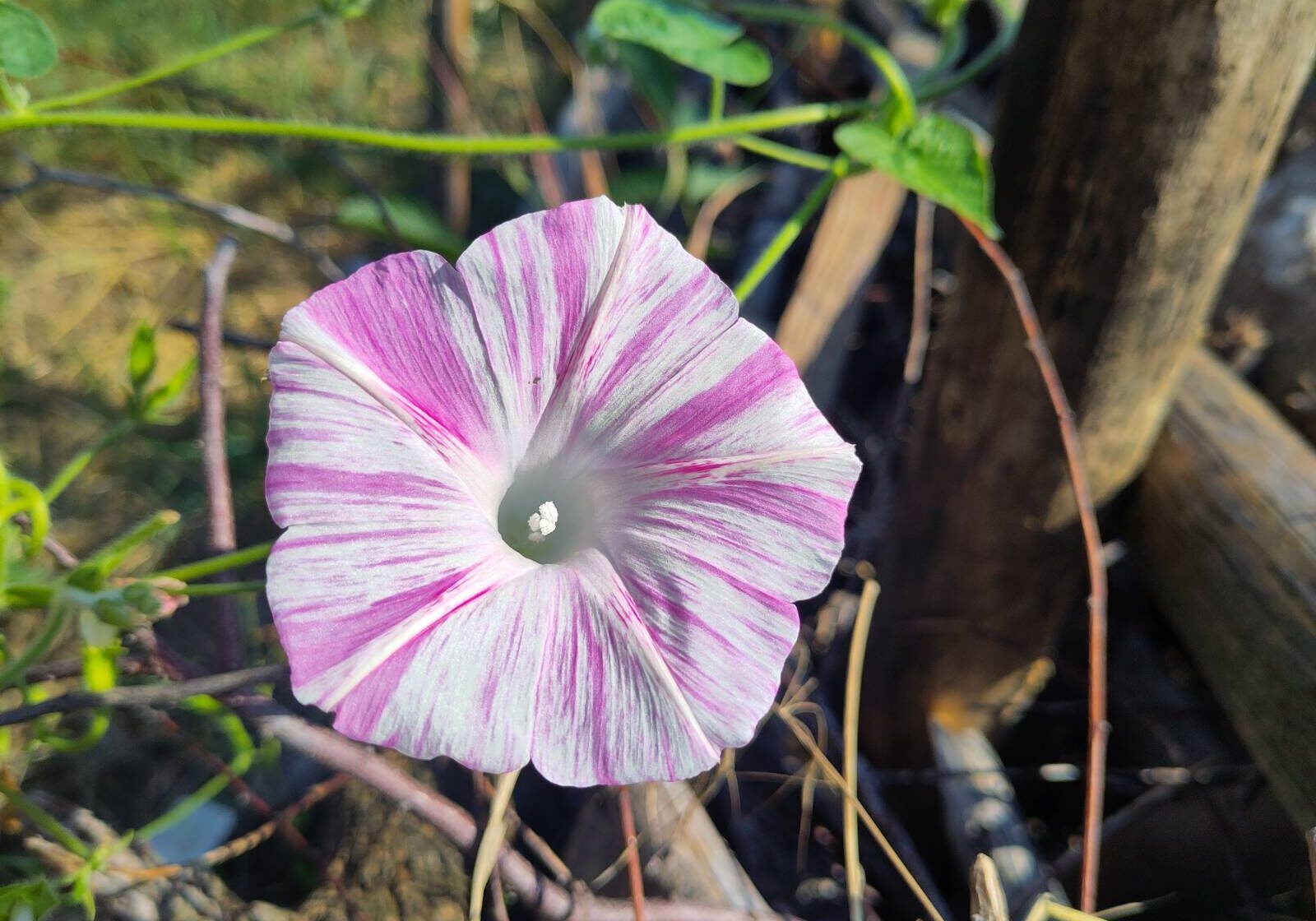 signal-2025-08-15-11-33-53-179