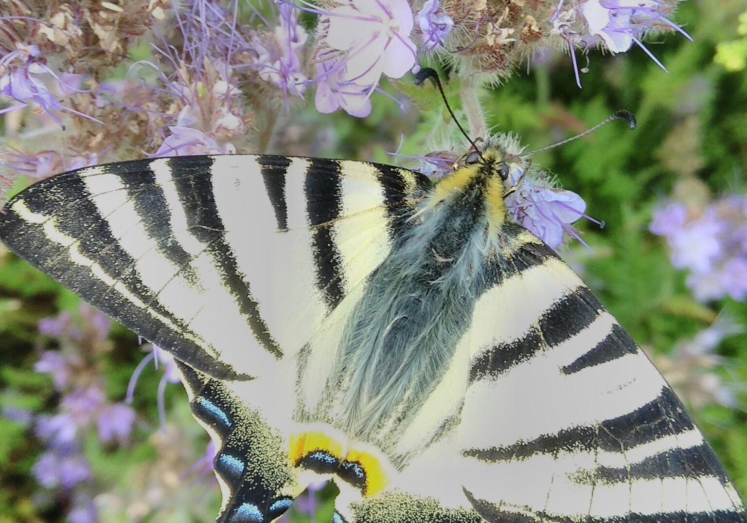 Schmetterling auf Phacelia